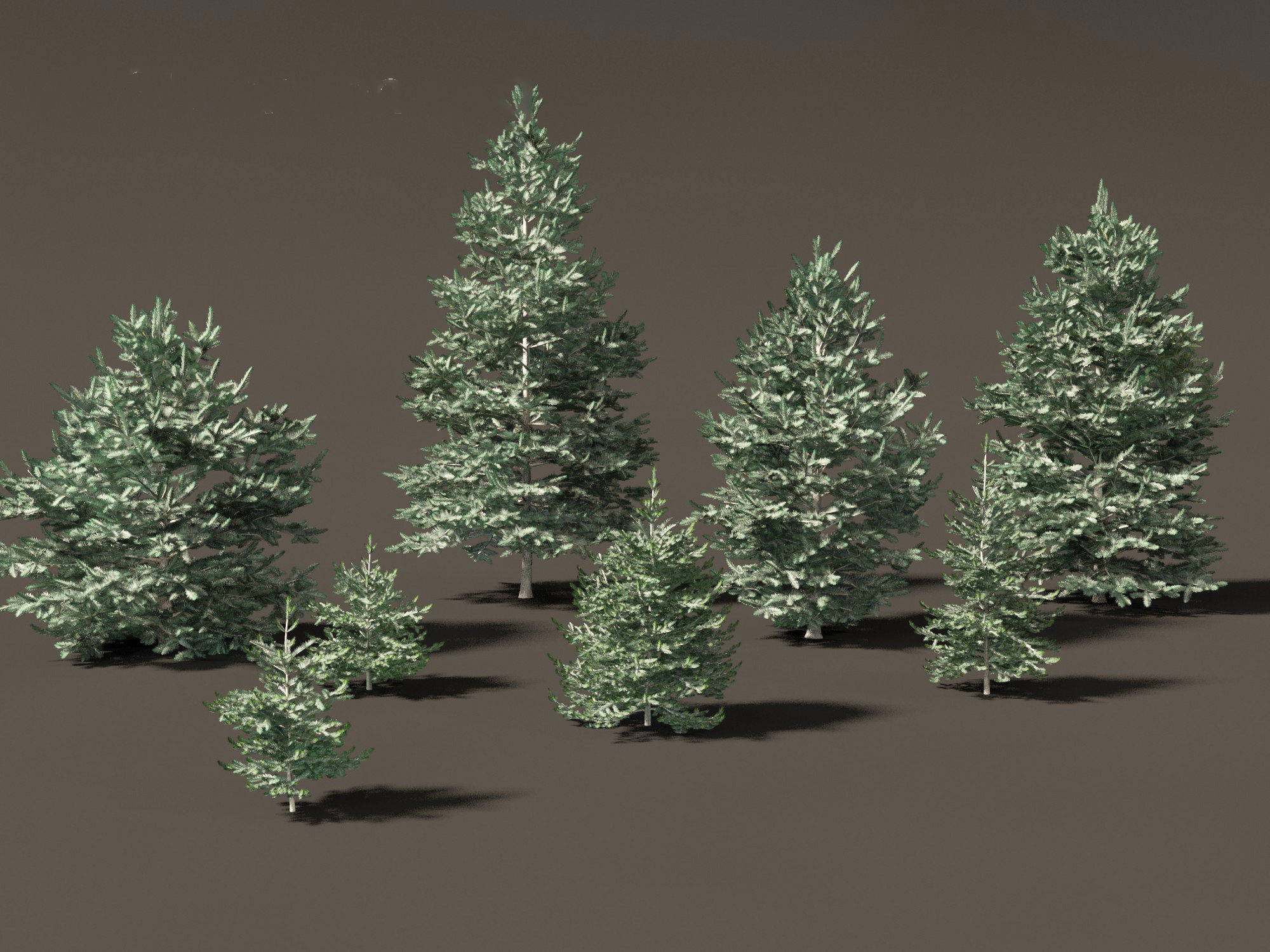 Abies concolor - white fir 3D model_6