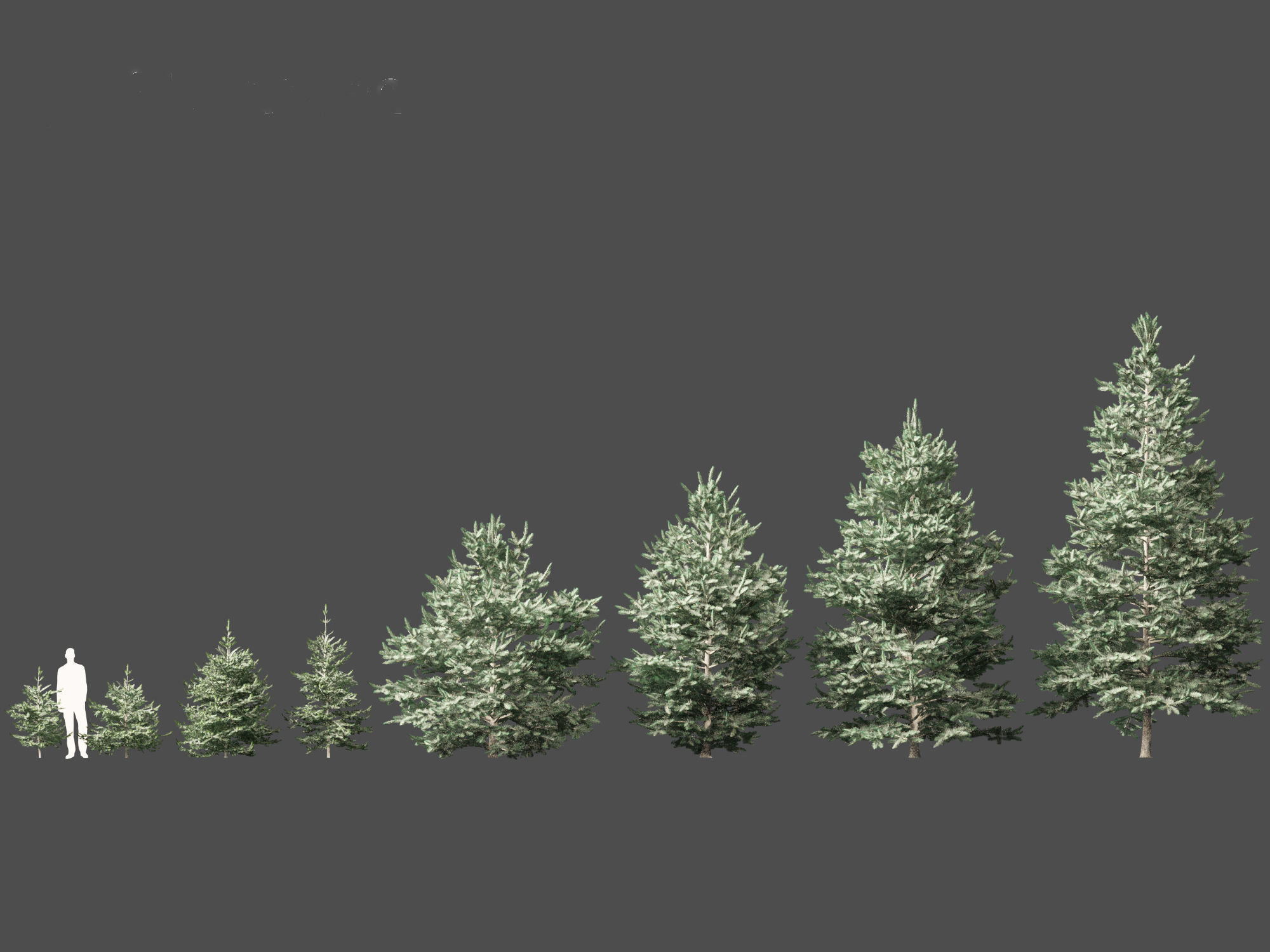 Abies concolor - white fir 3D model_1