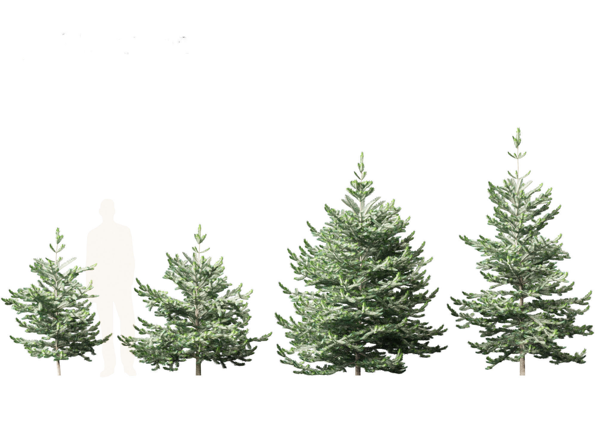 Abies concolor - white fir 3D model_2