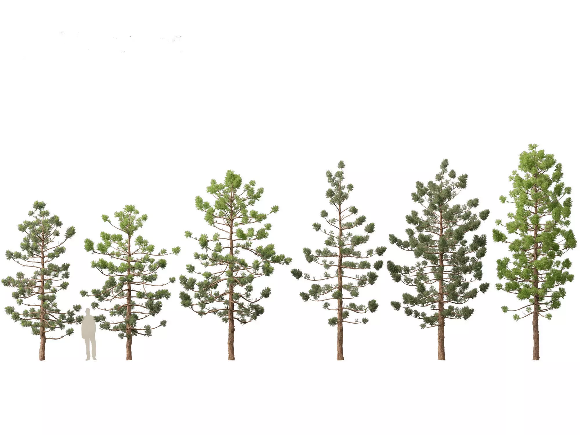 Araucaria cunninghamii - the Hoop Pine 01 3D model