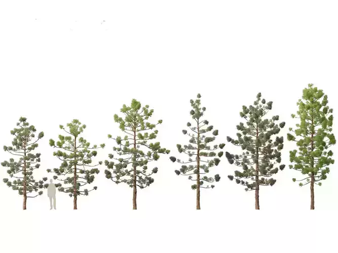 Araucaria cunninghamii - the Hoop Pine 01 3D model