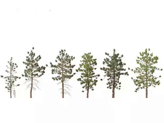 Araucaria cunninghamii - the Hoop Pine 02 3D model