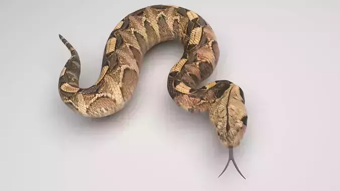 Viper Snake 3D model