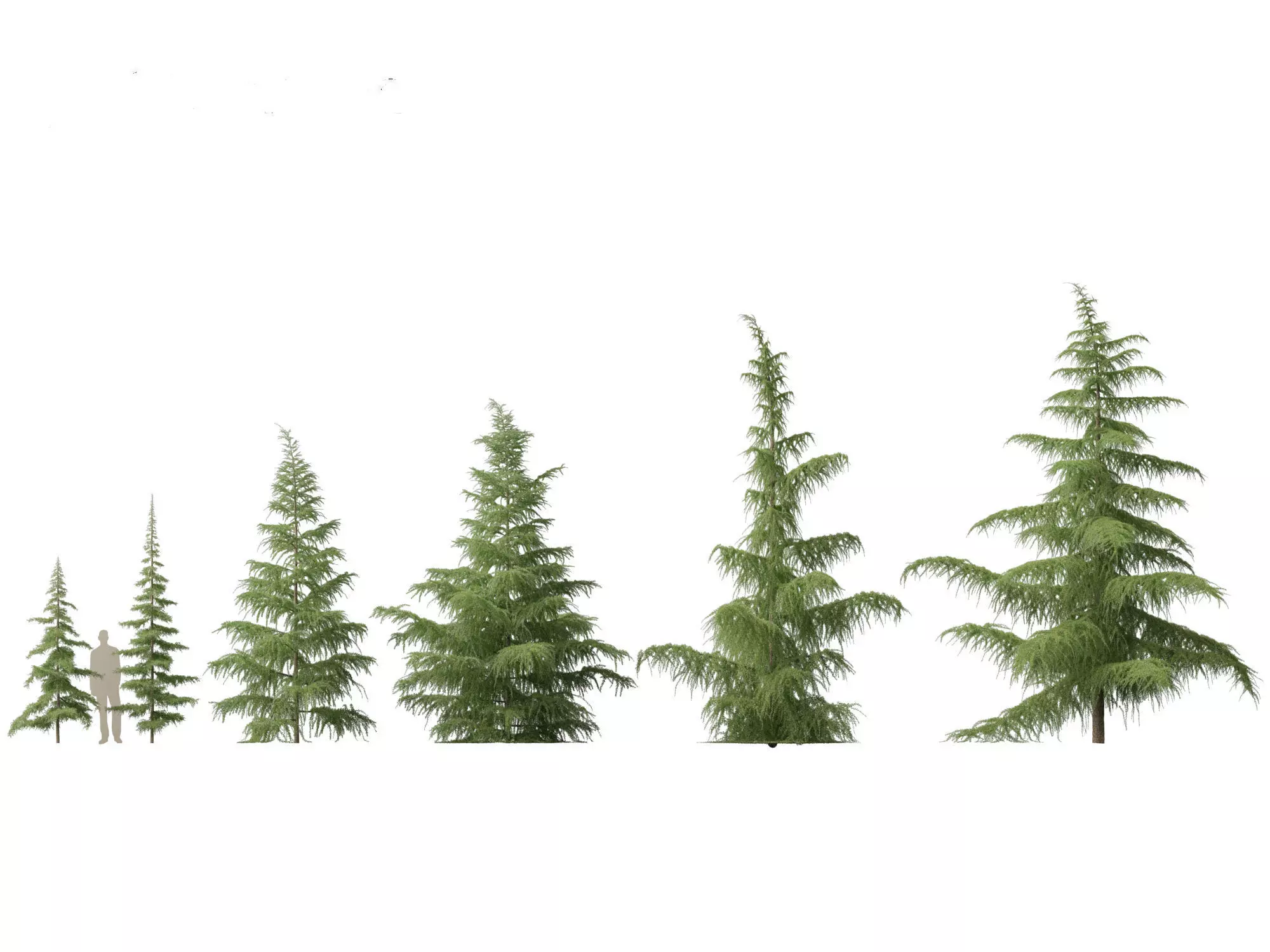 HighPoly LowPoly- Cedrus deodara - deodar cedar 01 Low-poly 3D model_0