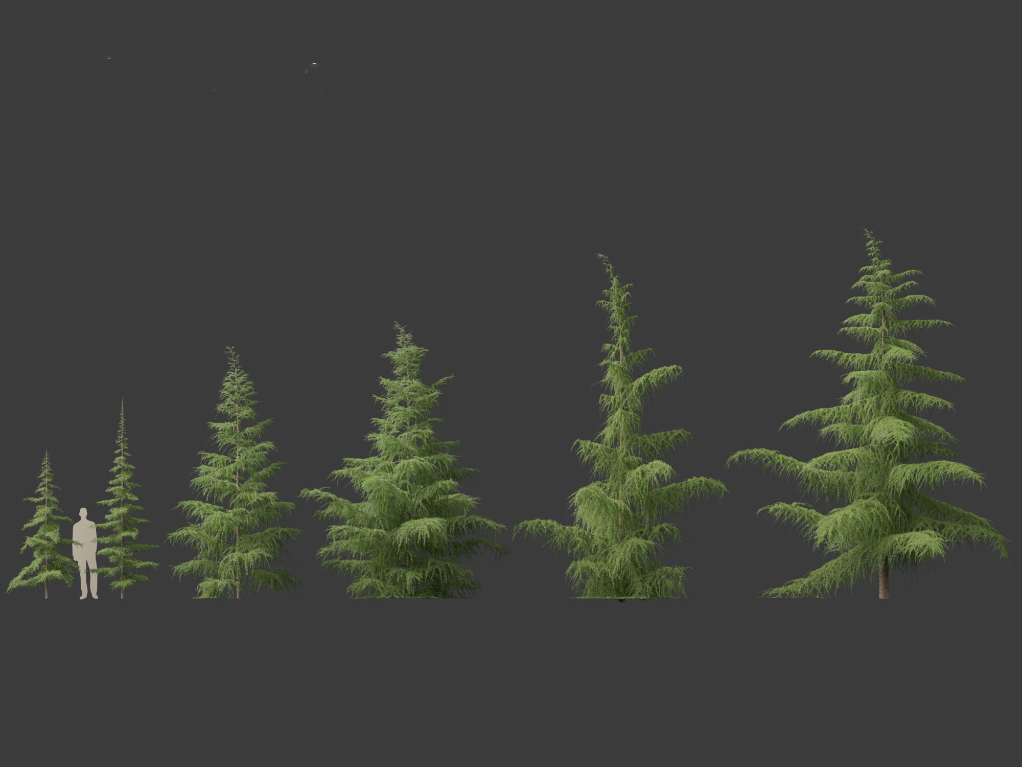 HighPoly LowPoly- Cedrus deodara - deodar cedar 01 Low-poly 3D model_1