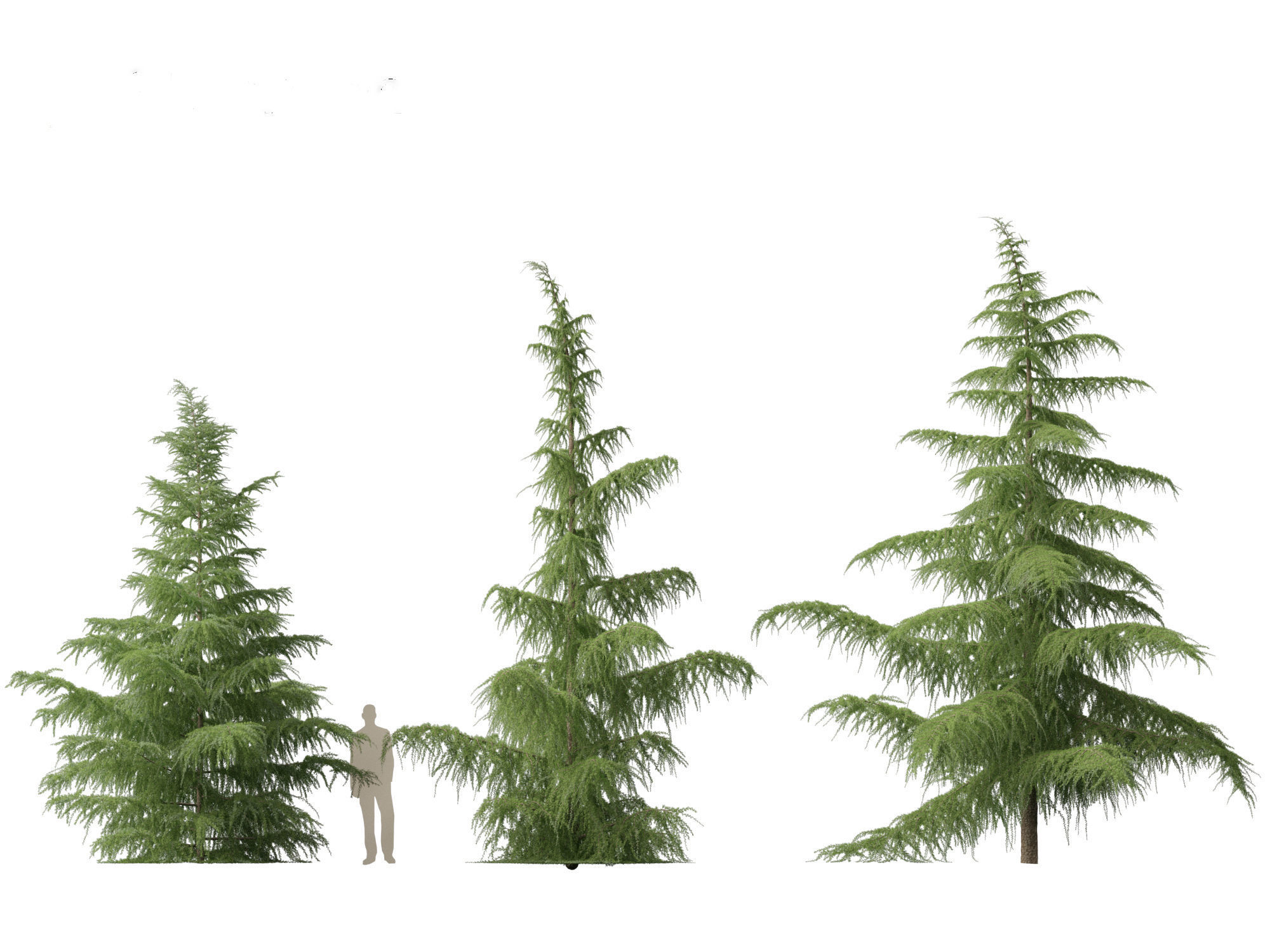 HighPoly LowPoly- Cedrus deodara - deodar cedar 01 Low-poly 3D model_4