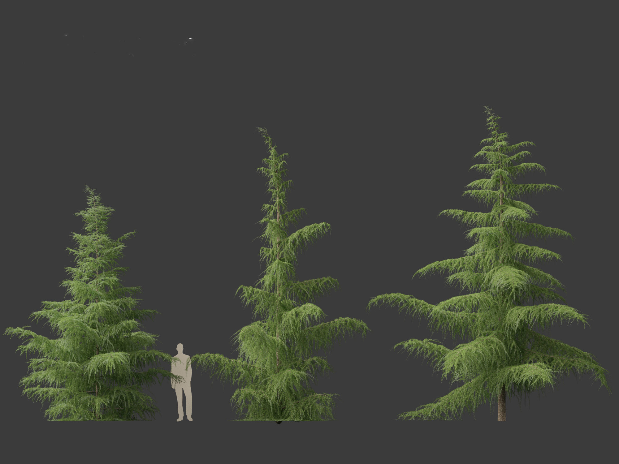 HighPoly LowPoly- Cedrus deodara - deodar cedar 01 Low-poly 3D model_5