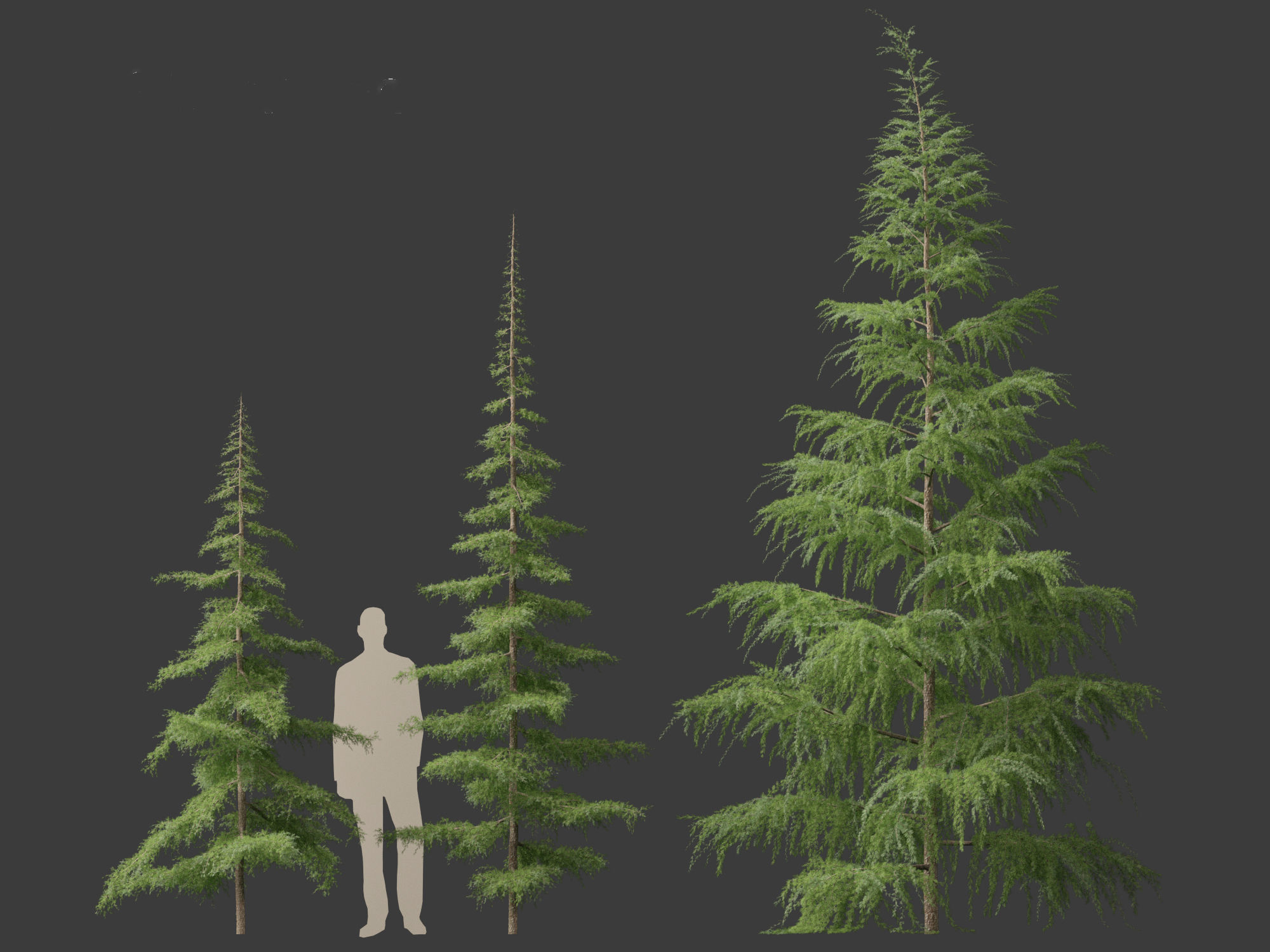 HighPoly LowPoly- Cedrus deodara - deodar cedar 01 Low-poly 3D model_3