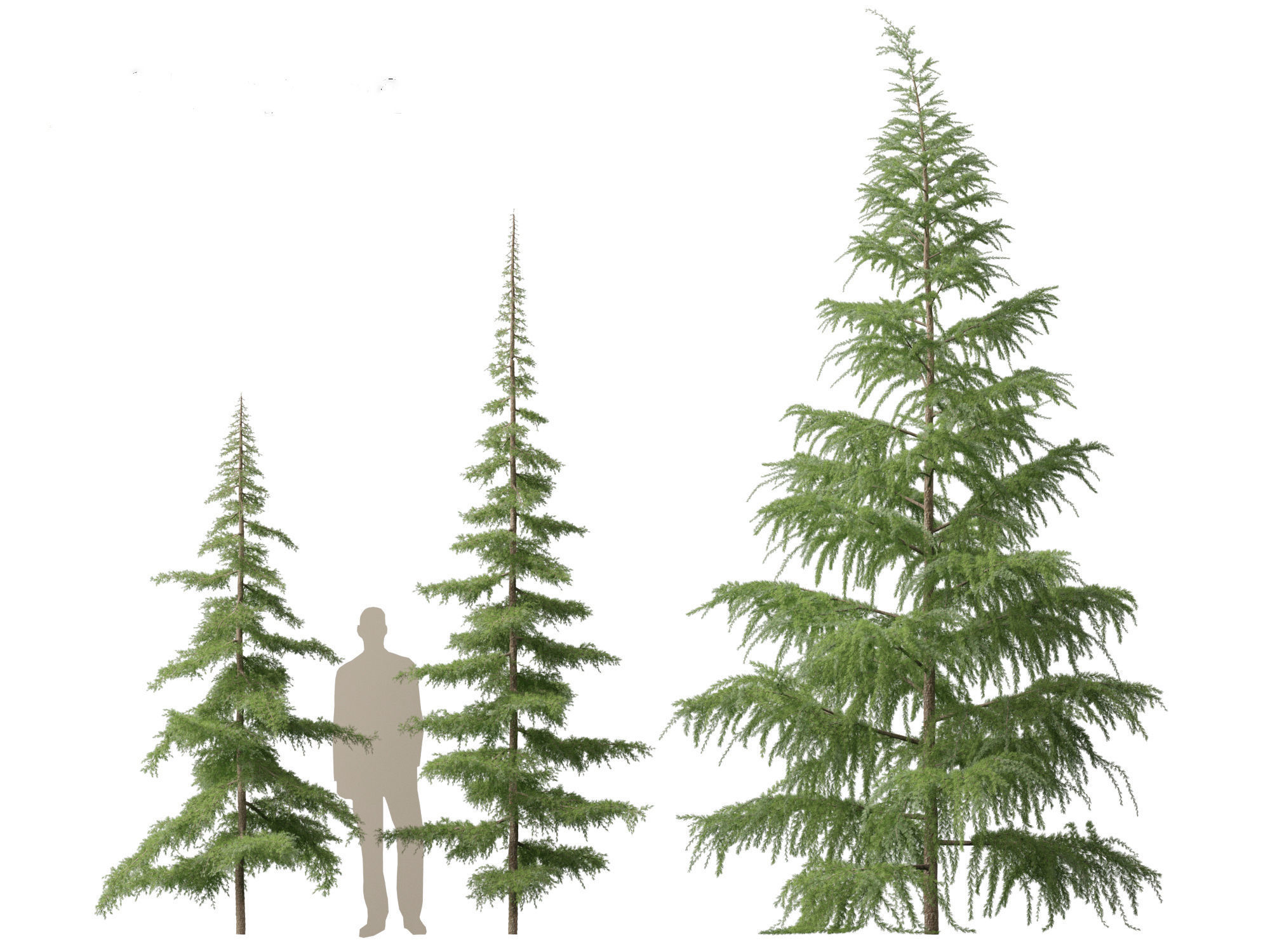 HighPoly LowPoly- Cedrus deodara - deodar cedar 01 Low-poly 3D model_2