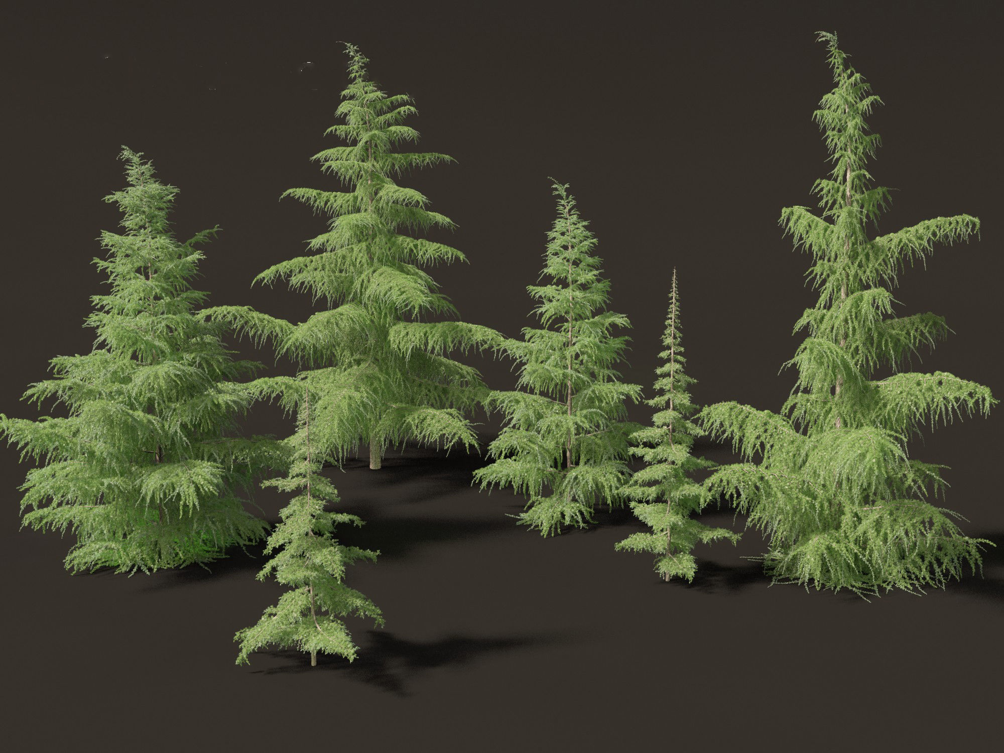 HighPoly LowPoly- Cedrus deodara - deodar cedar 01 Low-poly 3D model_6
