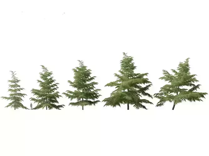 Cedrus deodara - deodar cedar 02