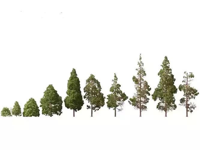 cryptomeria japonica - Japanese cedar 3D model