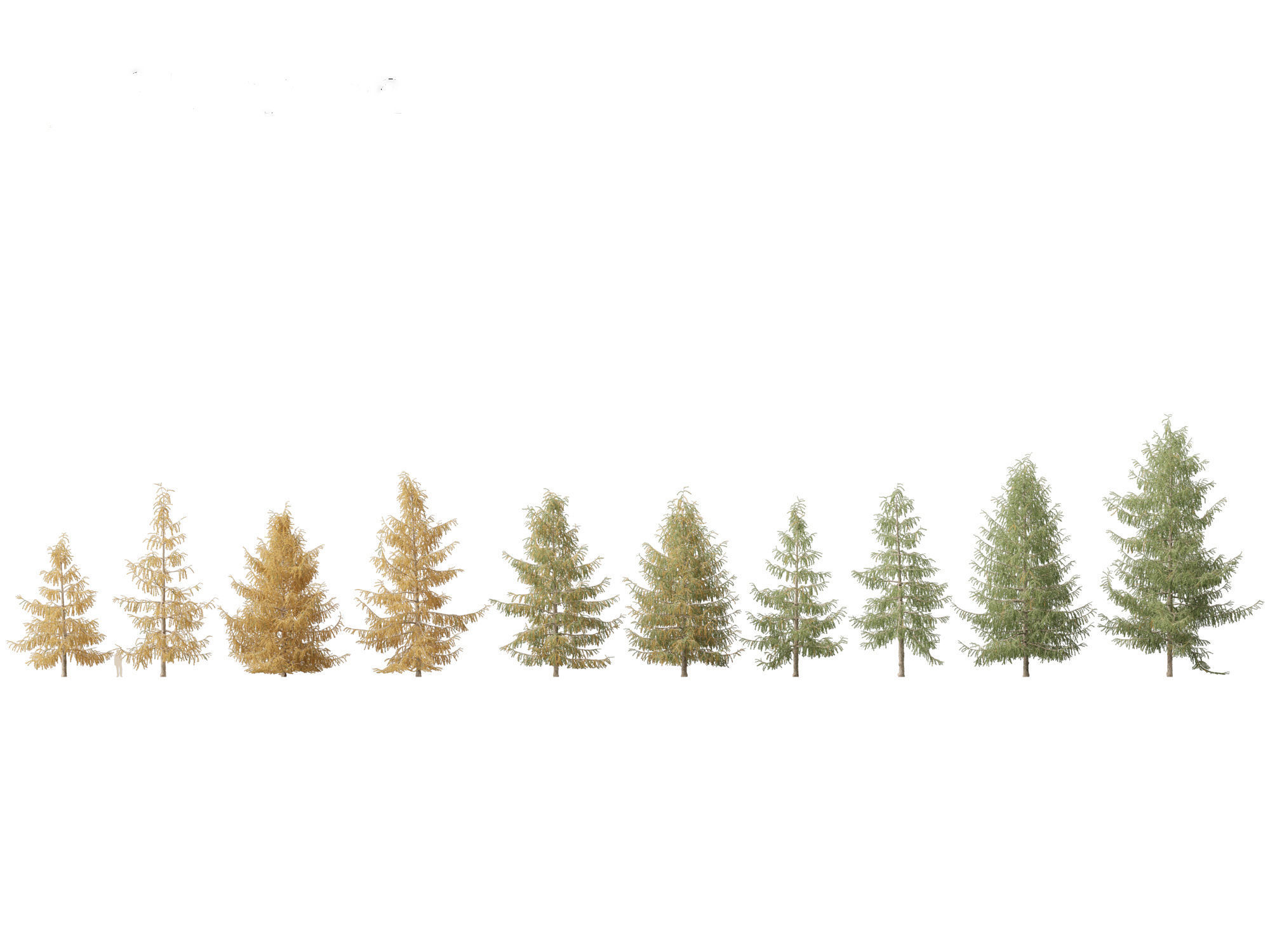 Larix decidua - European larch 3D model_9