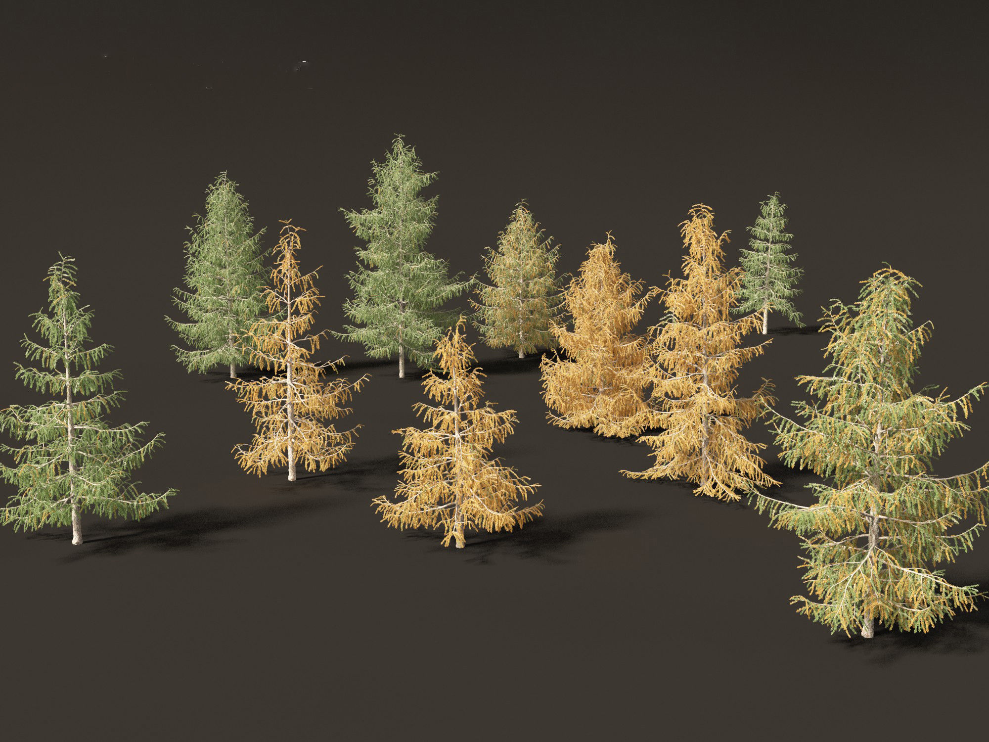 Larix decidua - European larch 3D model_2