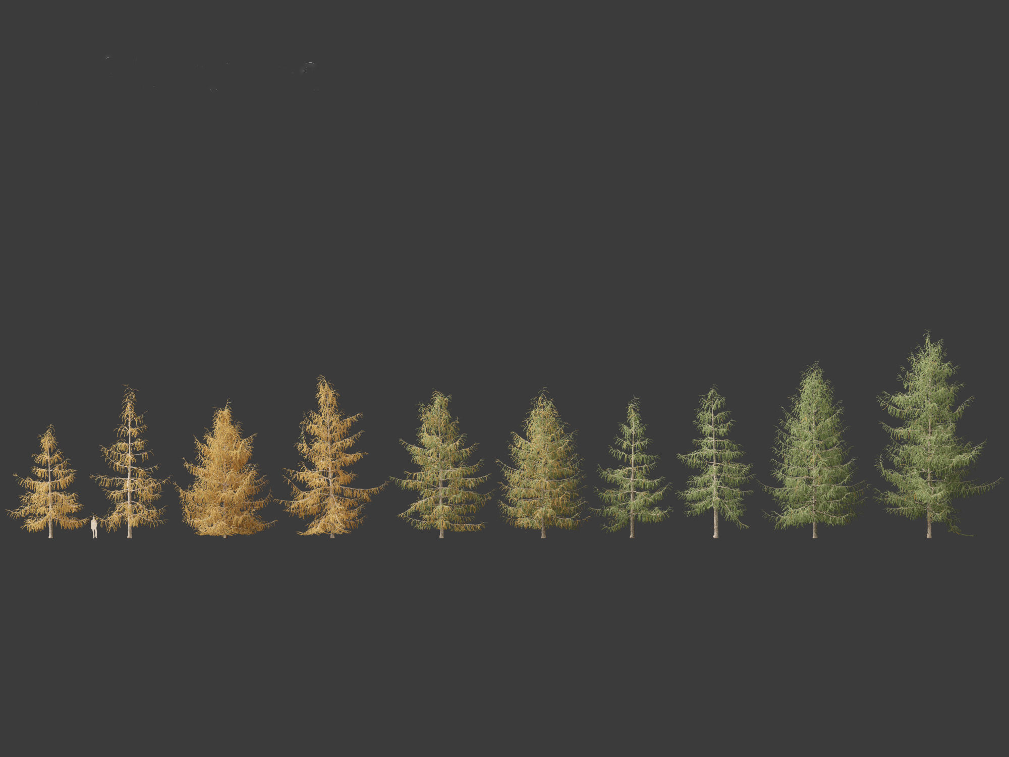Larix decidua - European larch 3D model_5