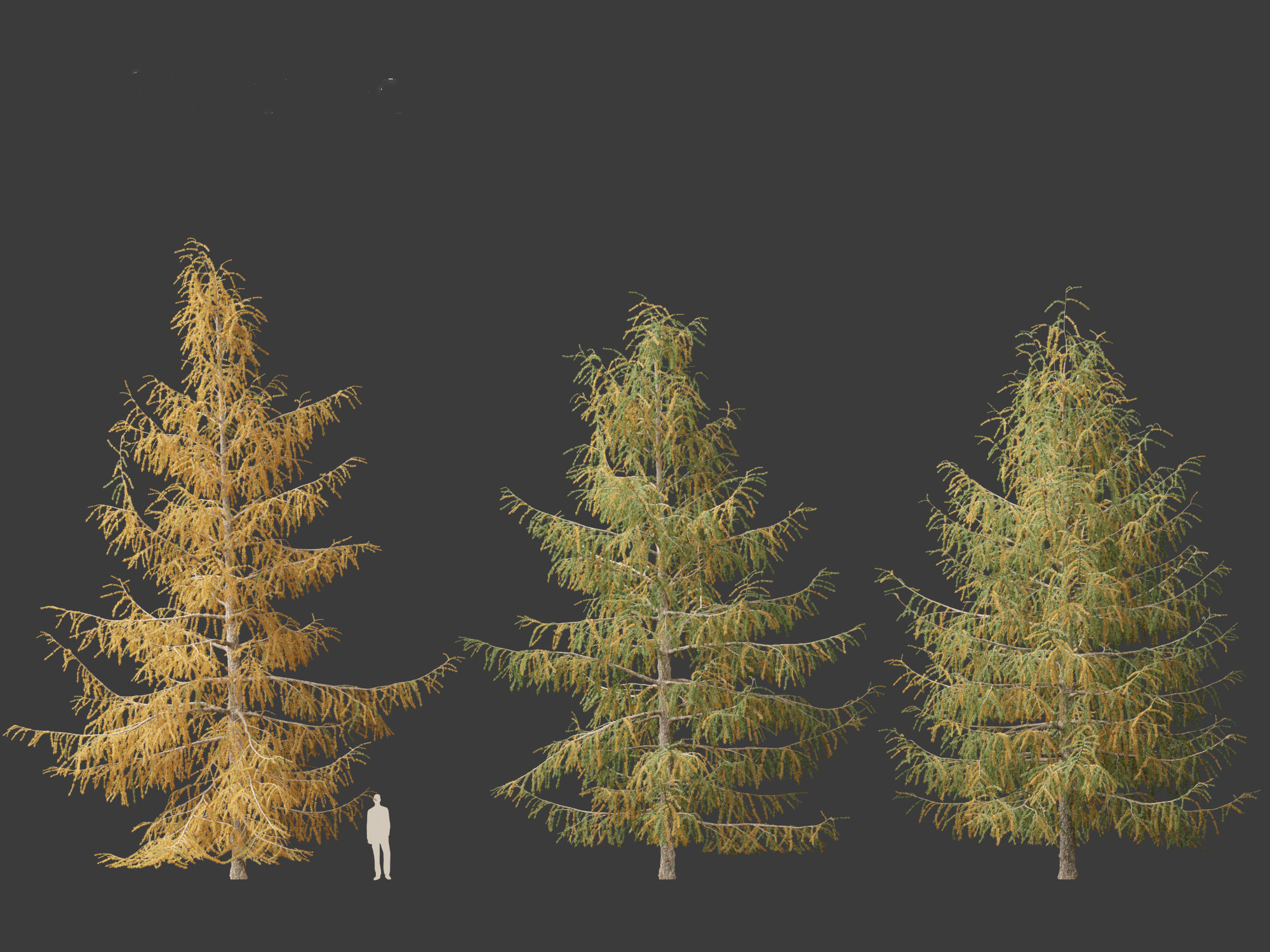 Larix decidua - European larch 3D model_8