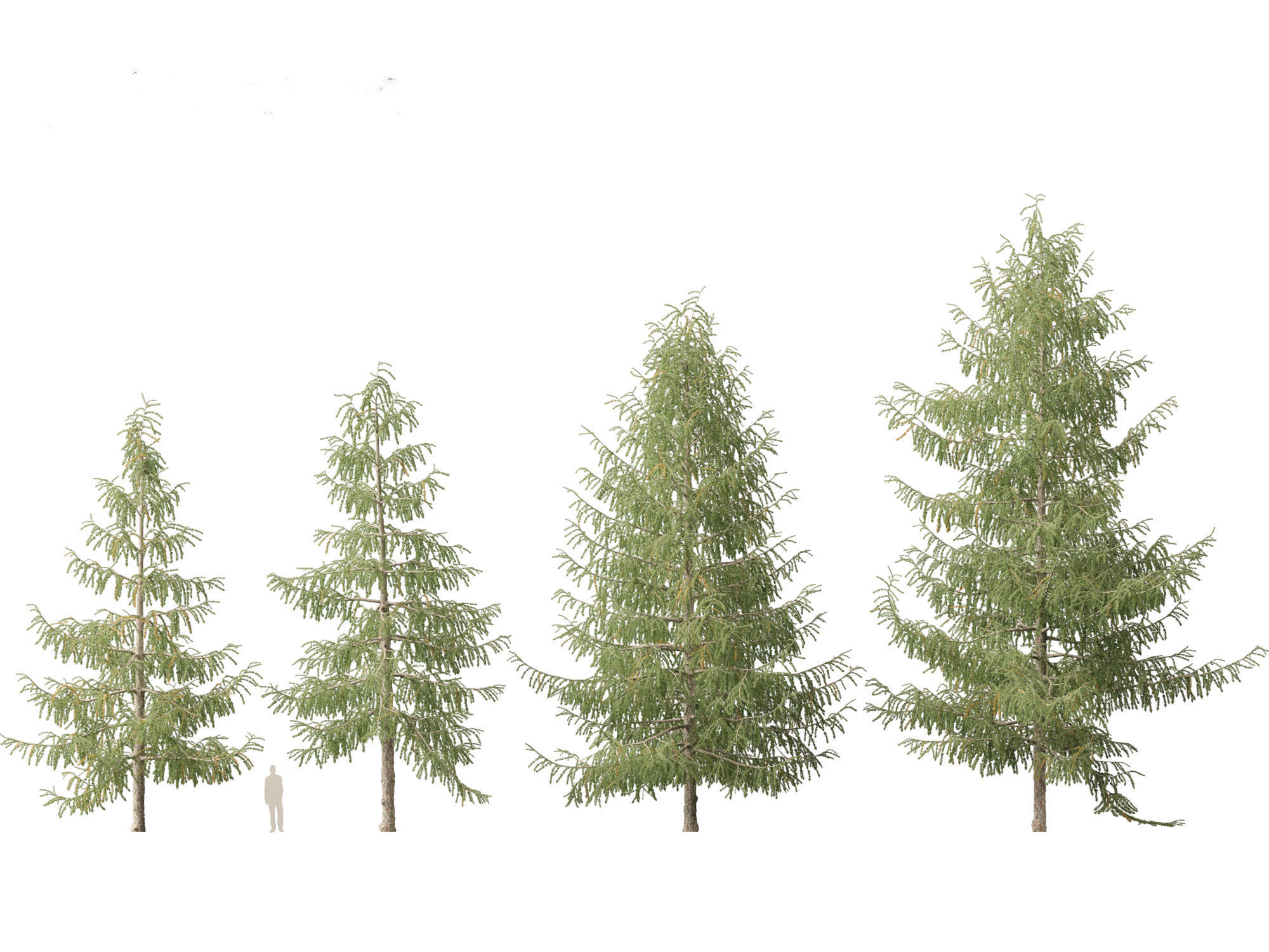 Larix decidua - European larch 3D model_7