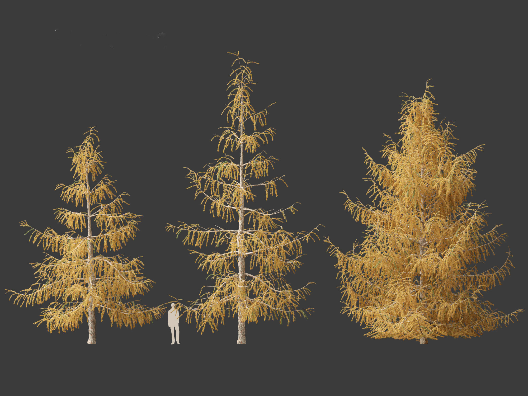 Larix decidua - European larch 3D model_1