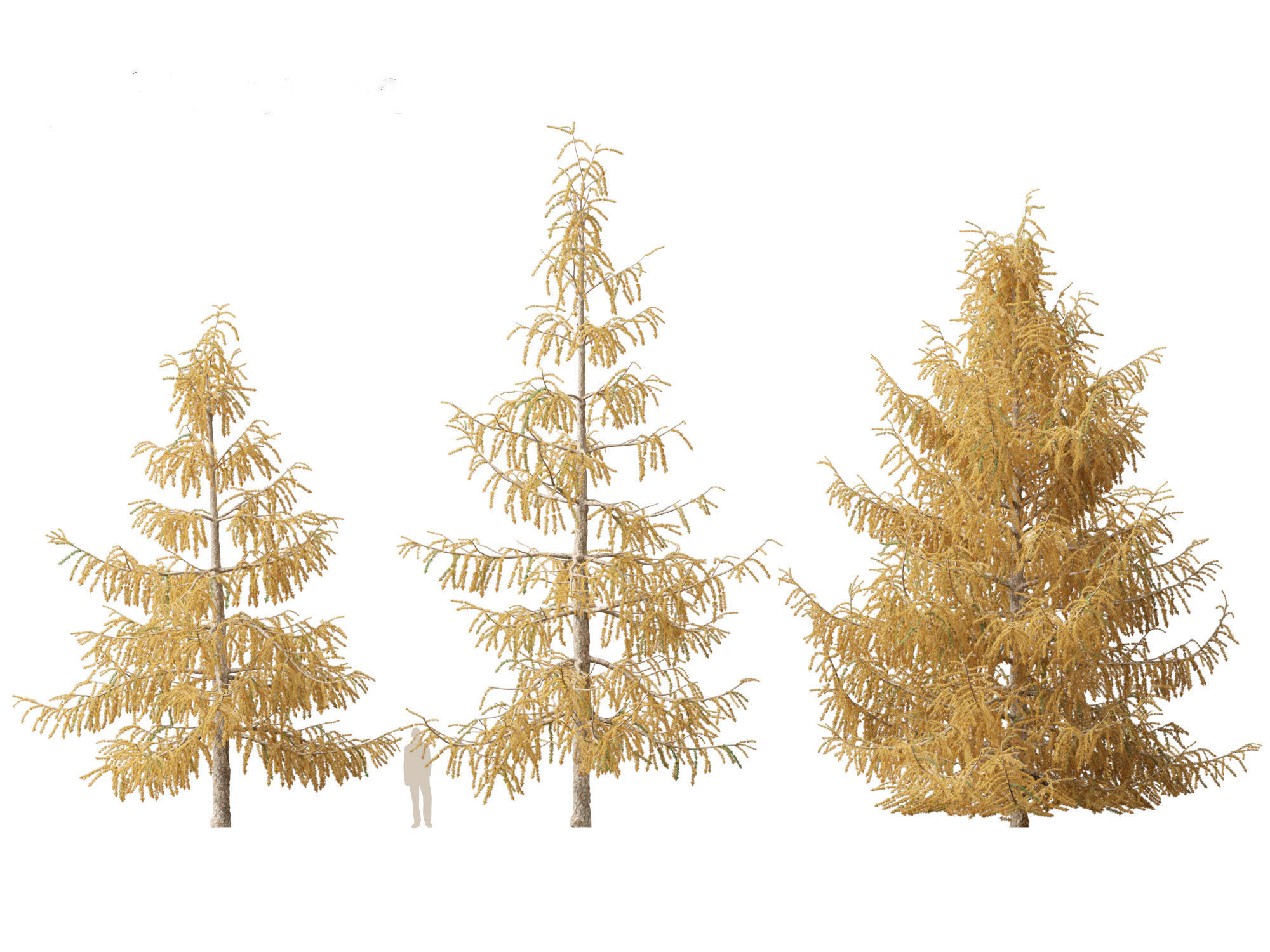 Larix decidua - European larch 3D model_6