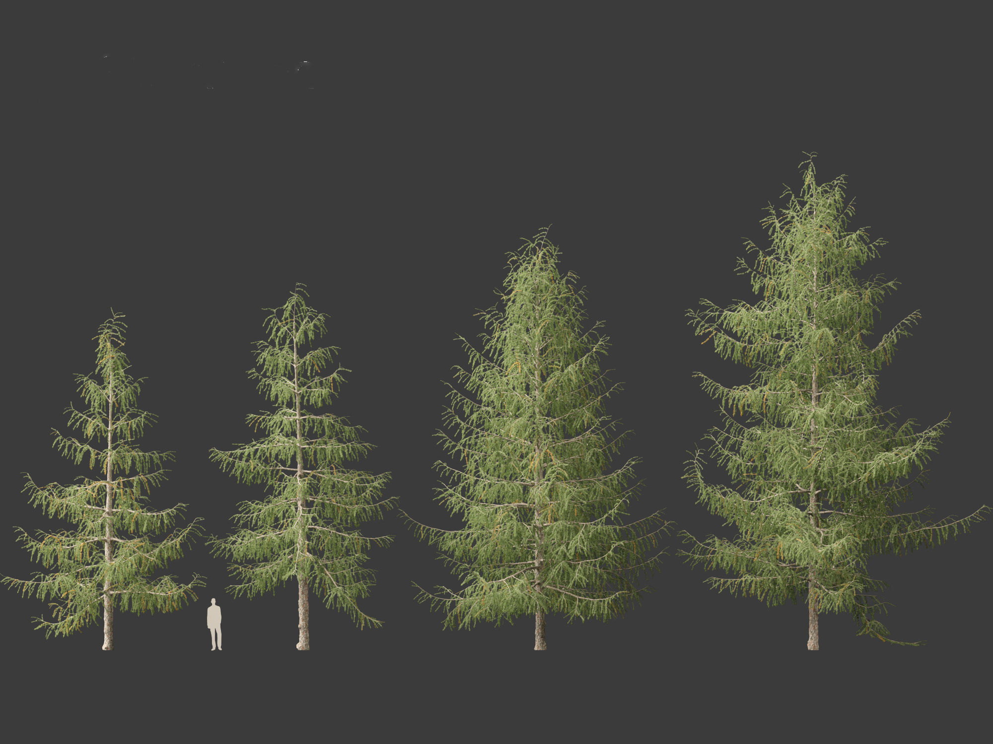 Larix decidua - European larch 3D model_3