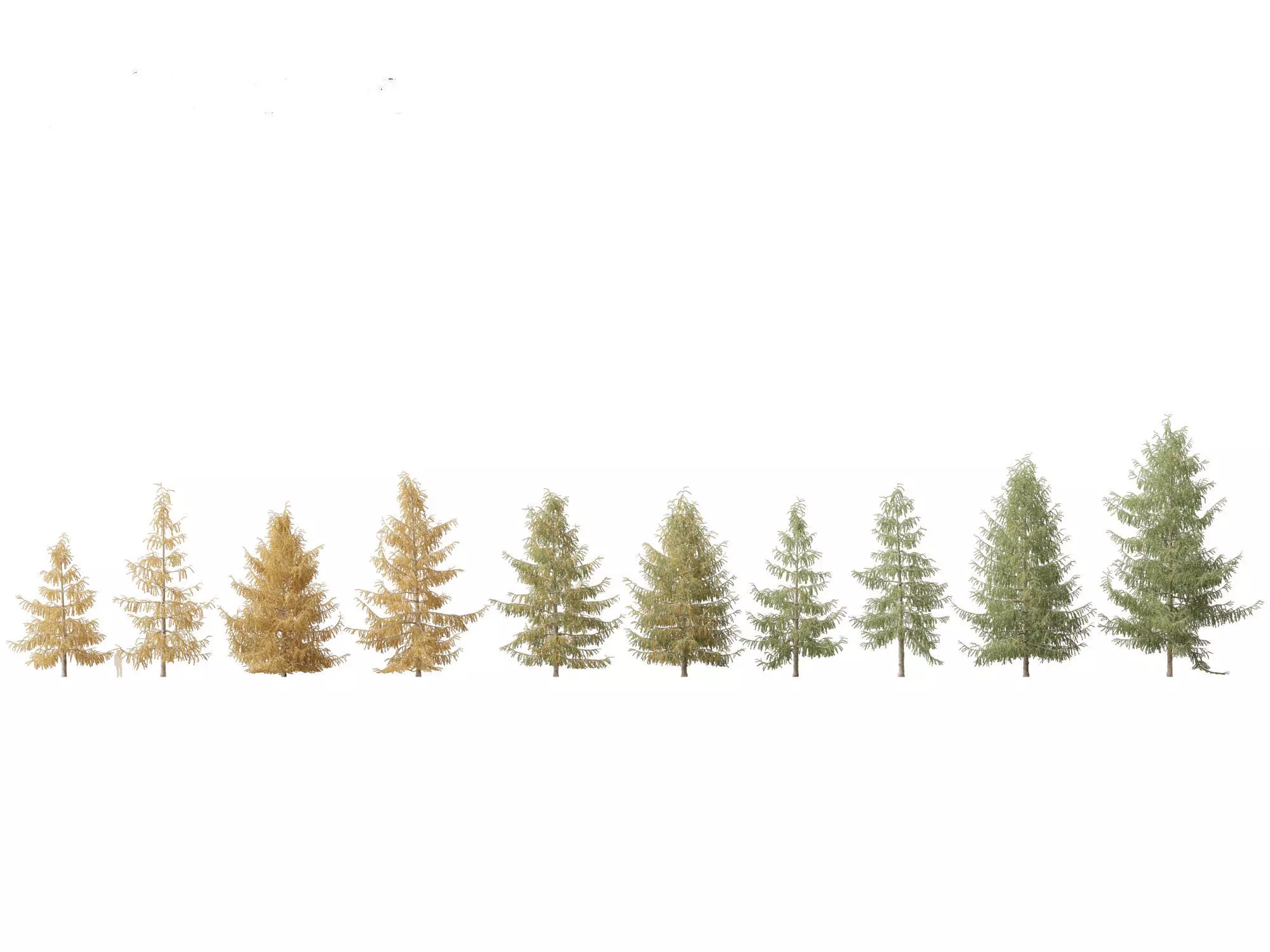 Larix decidua - European larch 3D model_0