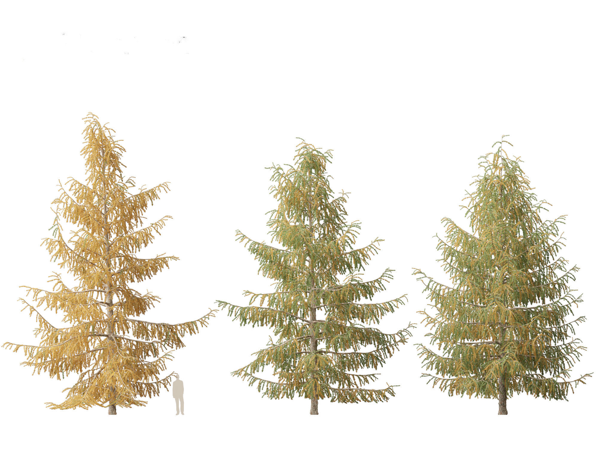Larix decidua - European larch 3D model_4