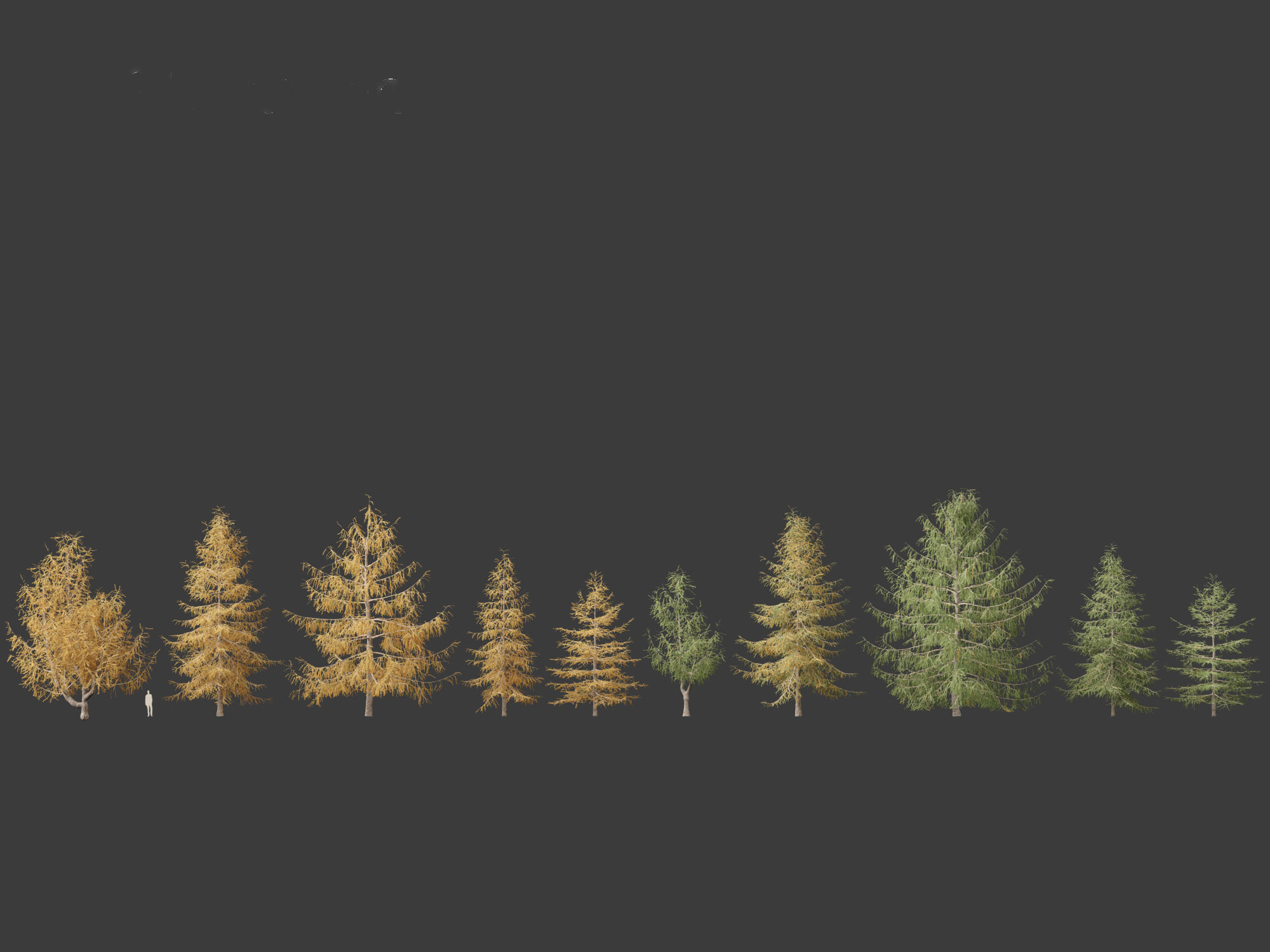 Larix kaempferi - Japanese larch 3D model_1