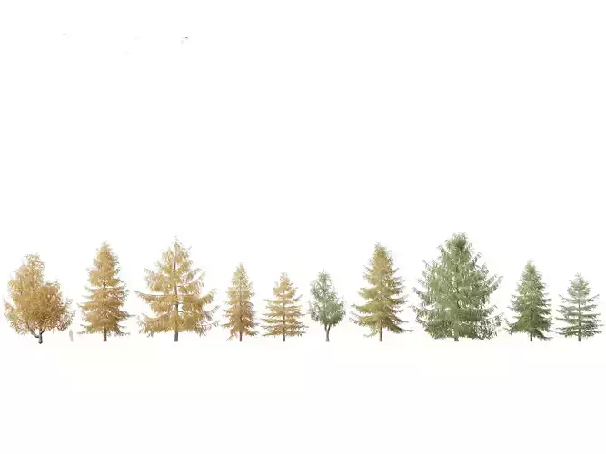 Larix kaempferi - Japanese larch 3D model