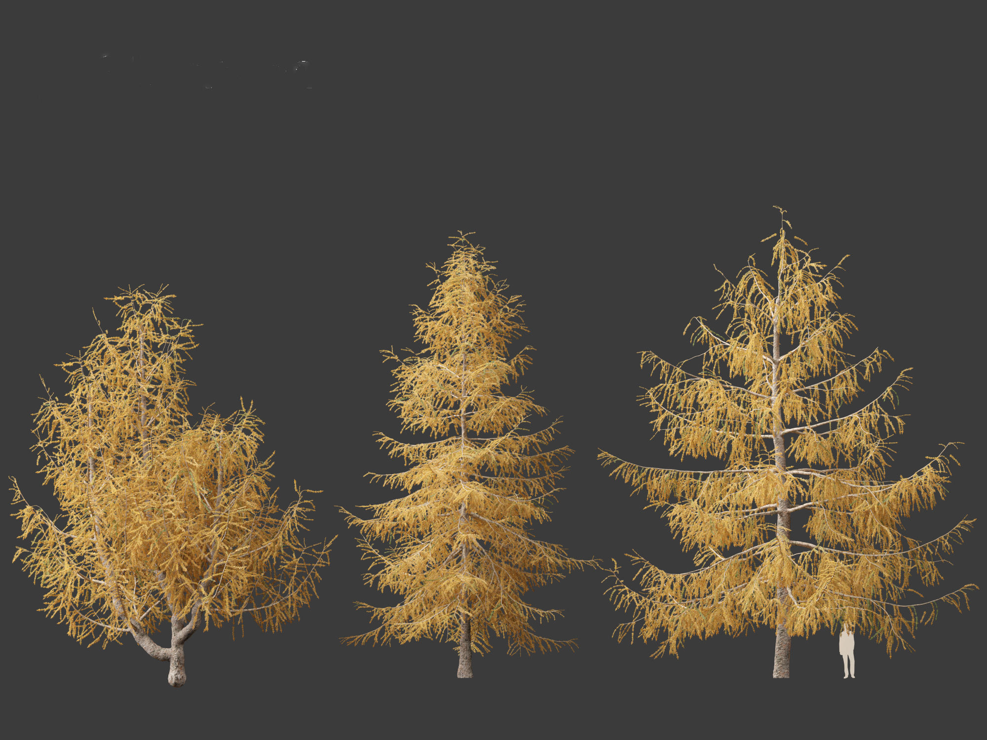 Larix kaempferi - Japanese larch 3D model_3