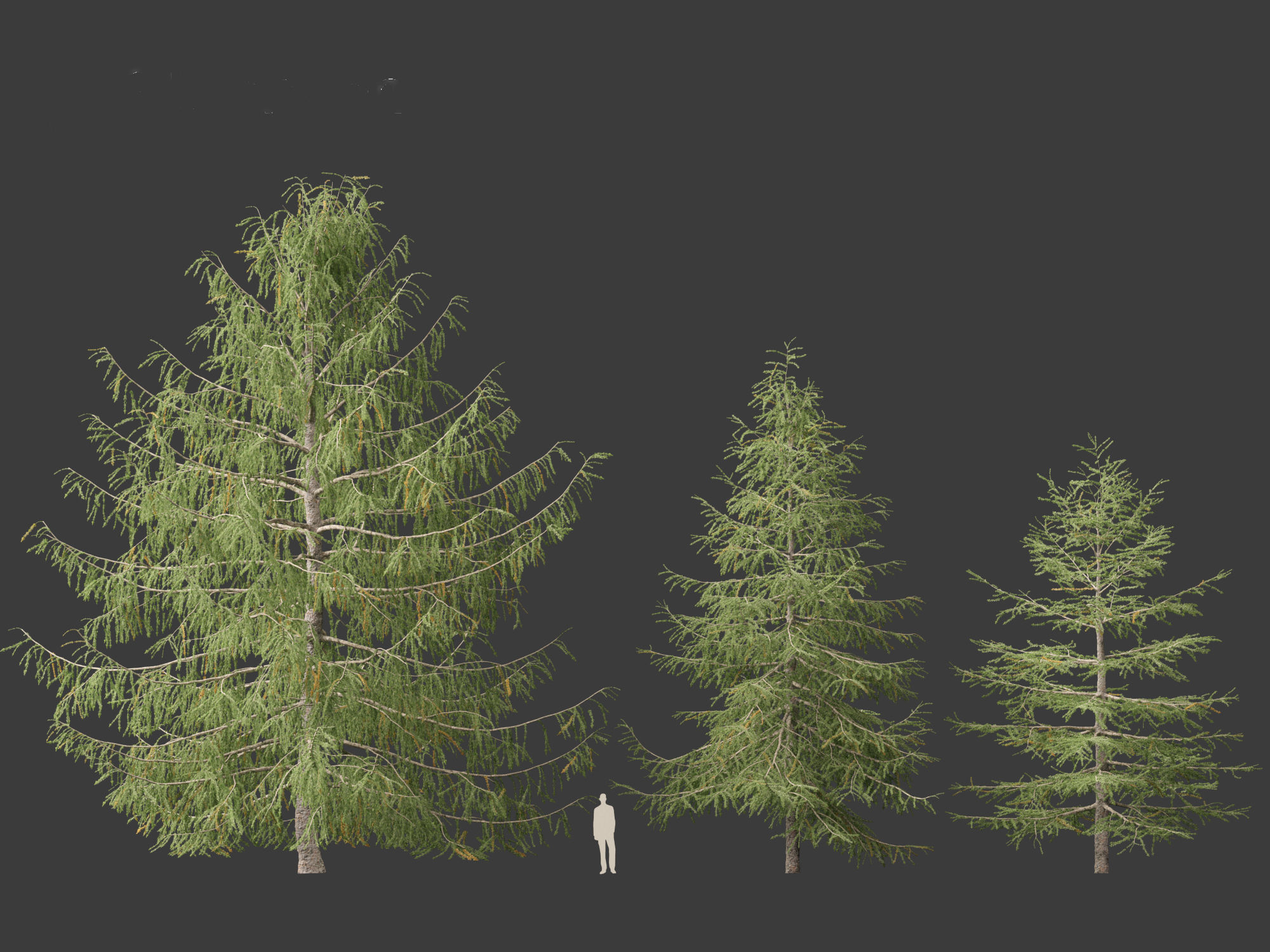 Larix kaempferi - Japanese larch 3D model_7