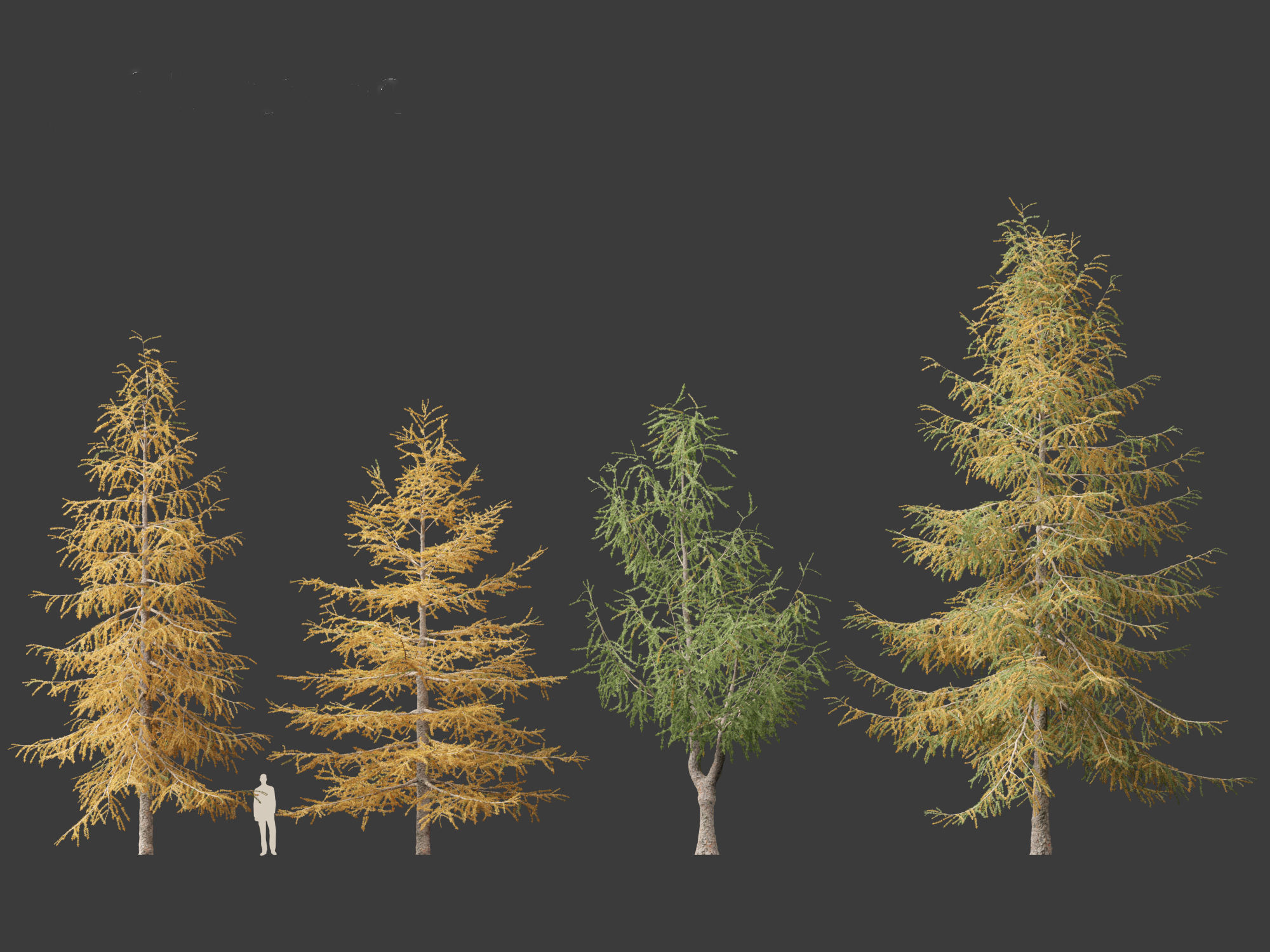 Larix kaempferi - Japanese larch 3D model_5
