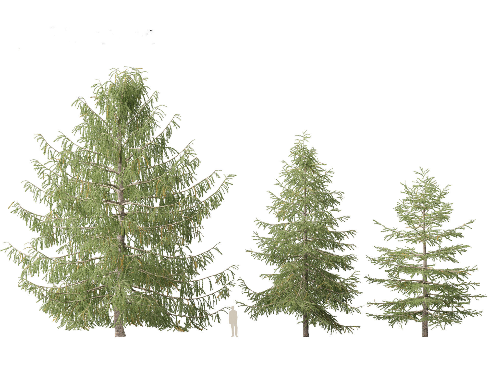 Larix kaempferi - Japanese larch 3D model_6