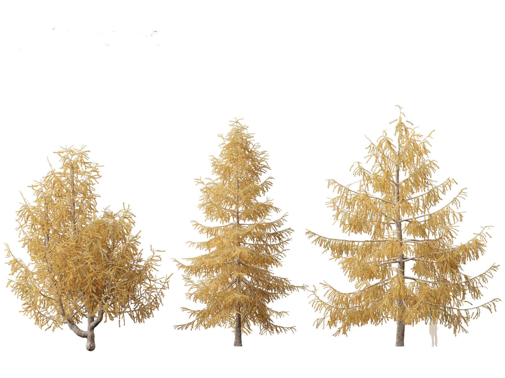 Larix kaempferi - Japanese larch 3D model_2
