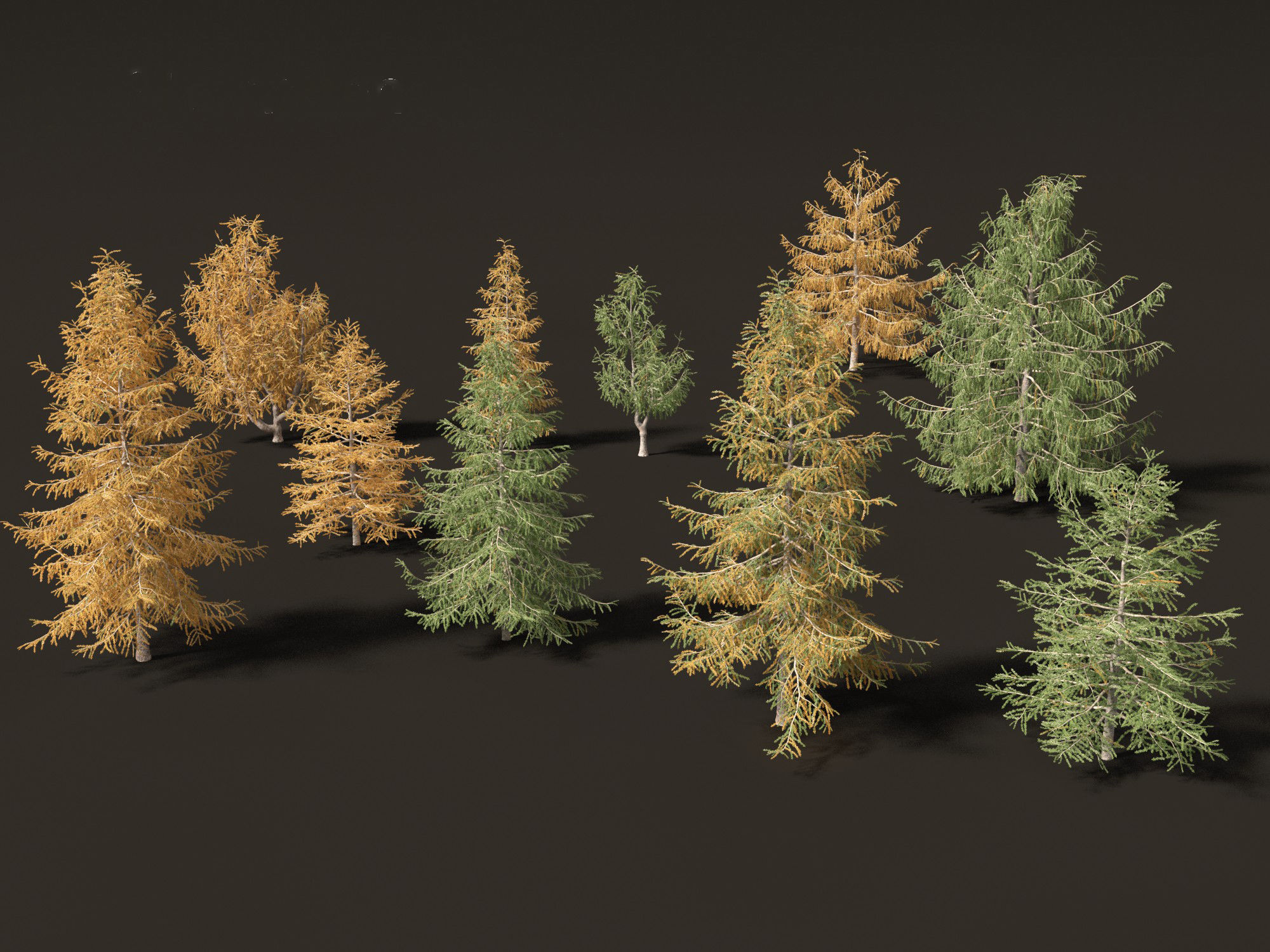 Larix kaempferi - Japanese larch 3D model_8