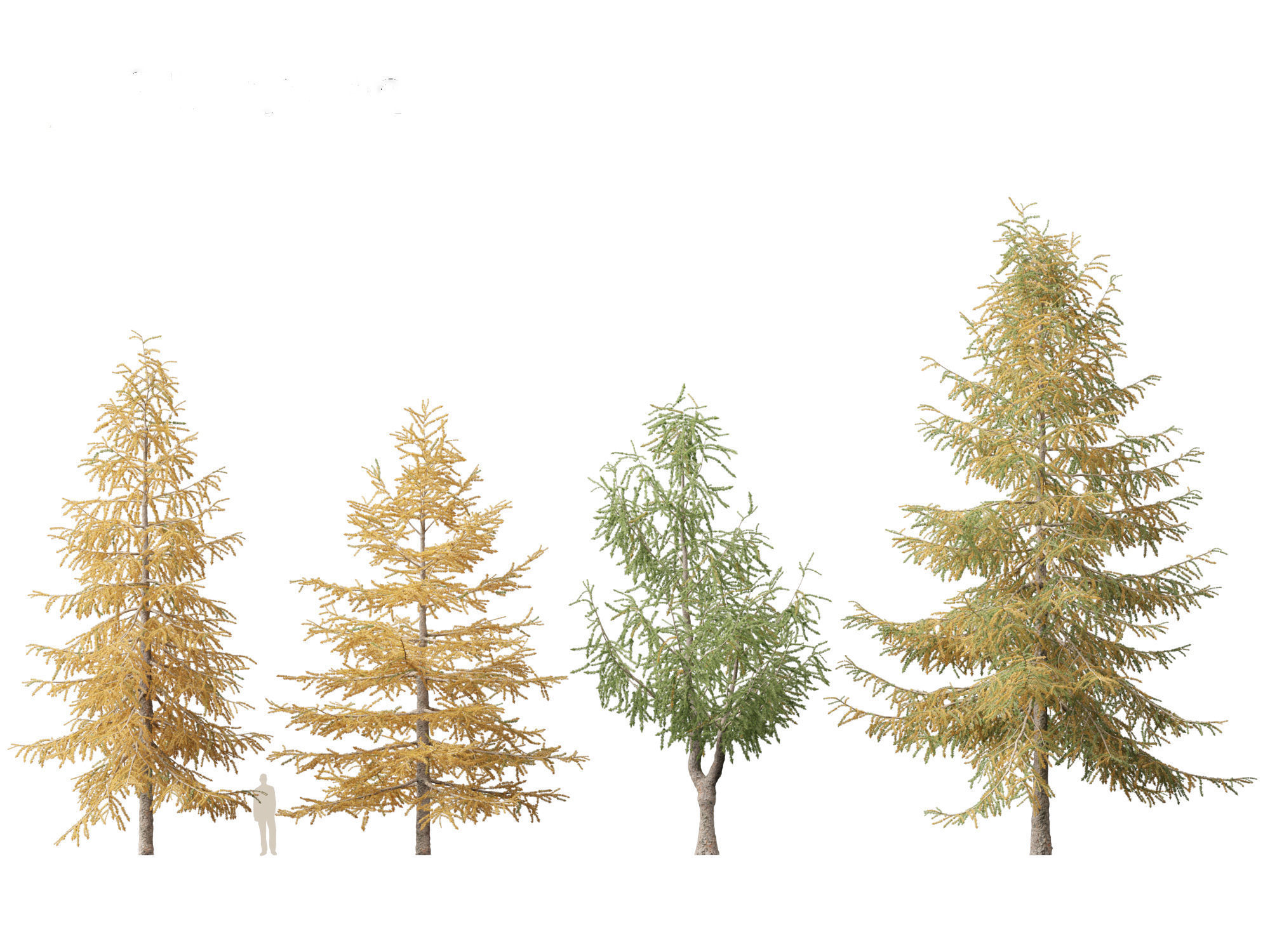 Larix kaempferi - Japanese larch 3D model_4