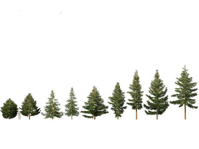 Picea rubens - Red spruce 3D model