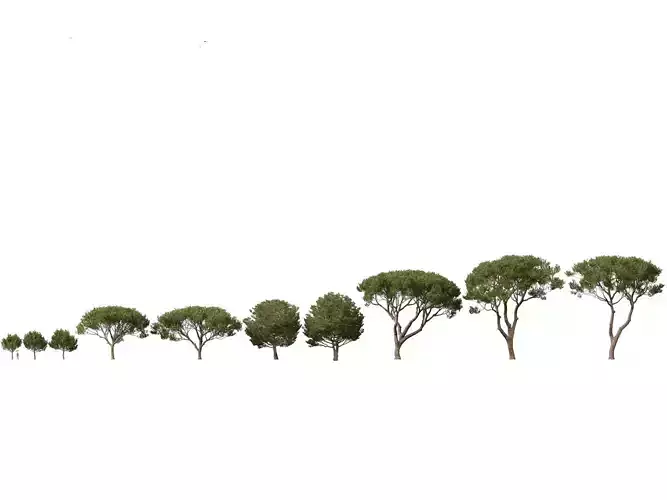 Pinus pinea - Stone pine 3D model