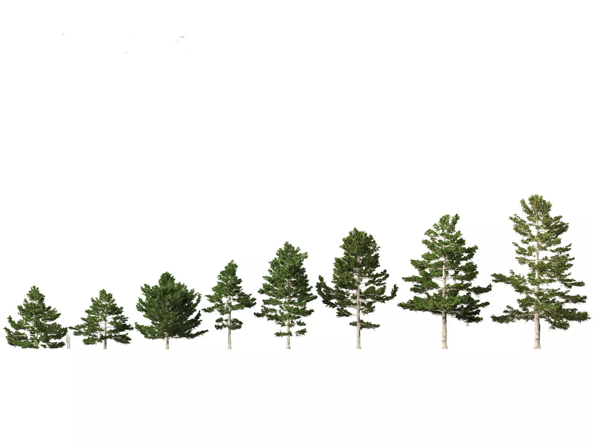 Pinus strobus - Eastern white pine 3D model_0