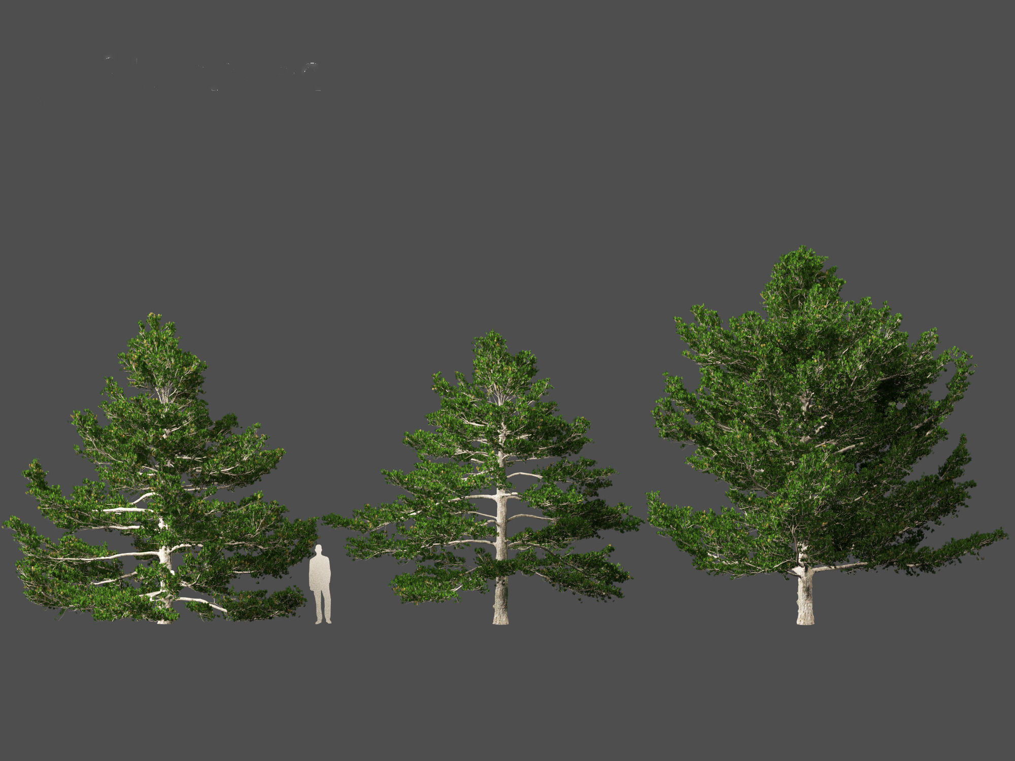 Pinus strobus - Eastern white pine 3D model_3