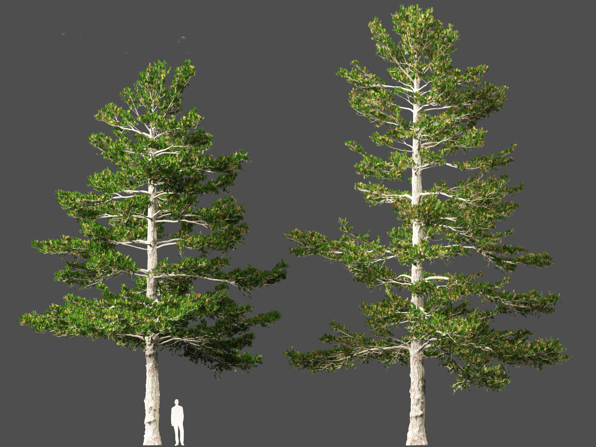 Pinus strobus - Eastern white pine 3D model_8