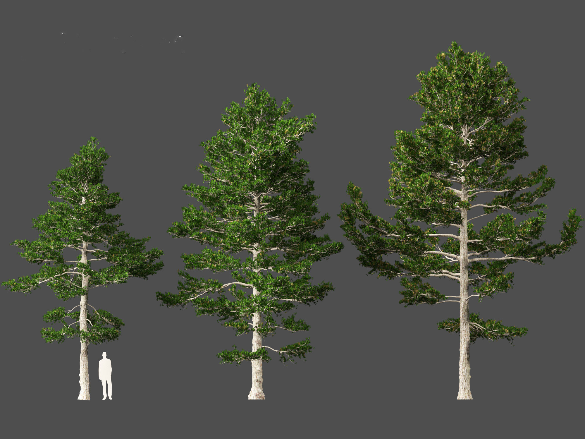 Pinus strobus - Eastern white pine 3D model_6