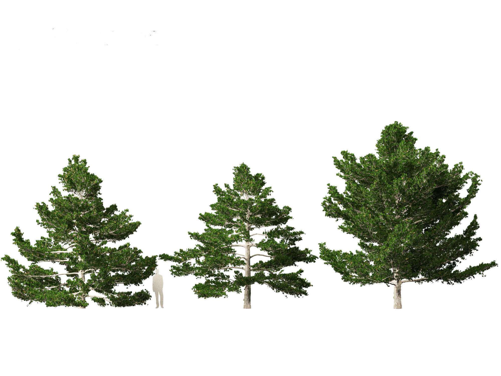 Pinus strobus - Eastern white pine 3D model_2