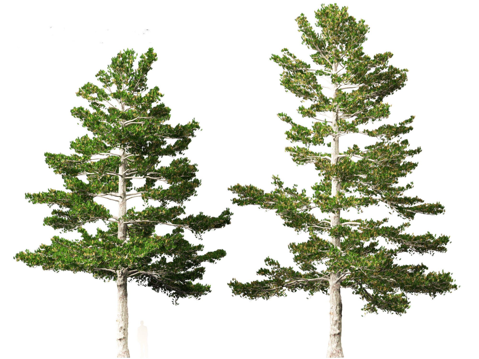 Pinus strobus - Eastern white pine 3D model_7