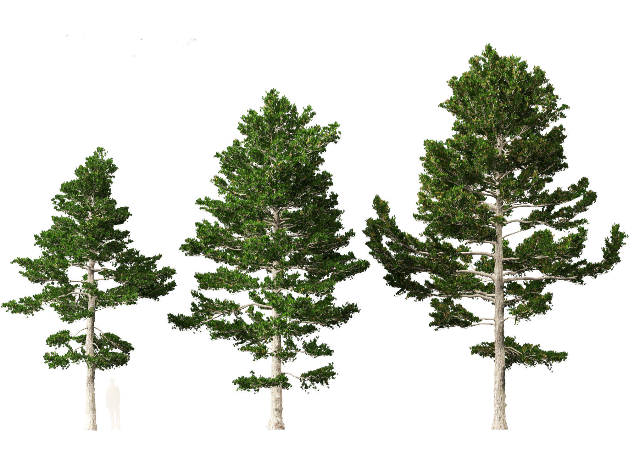 Pinus strobus - Eastern white pine 3D model_5