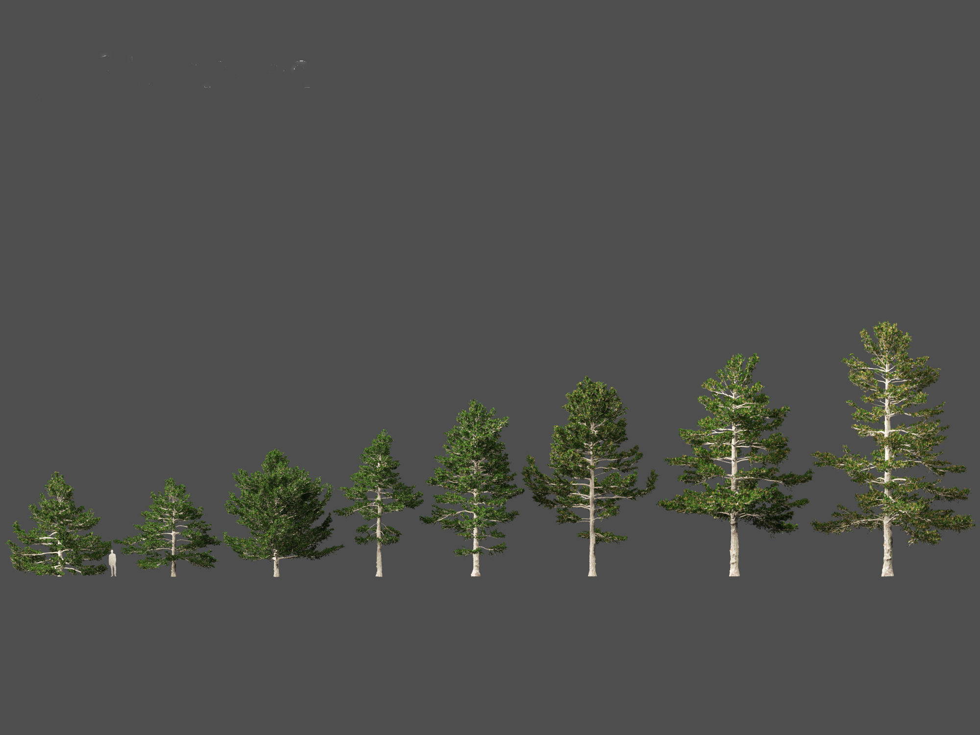 Pinus strobus - Eastern white pine 3D model_1