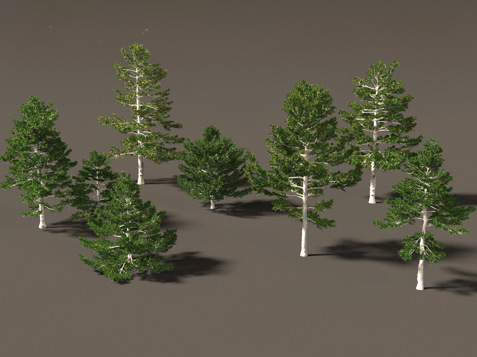 Pinus strobus - Eastern white pine 3D model_4