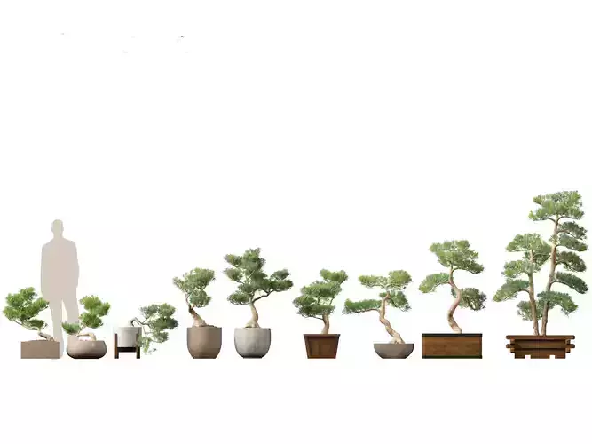 Podocarpus macrophyllus - Buddhist Pine 01 3D model