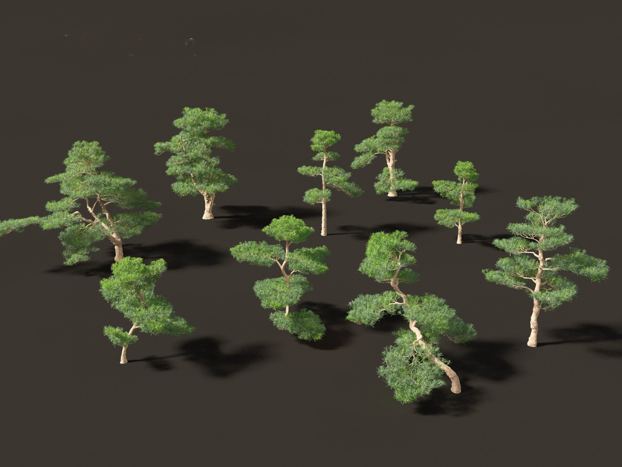 Podocarpus macrophyllus - Buddhist Pine 02 3D model_9