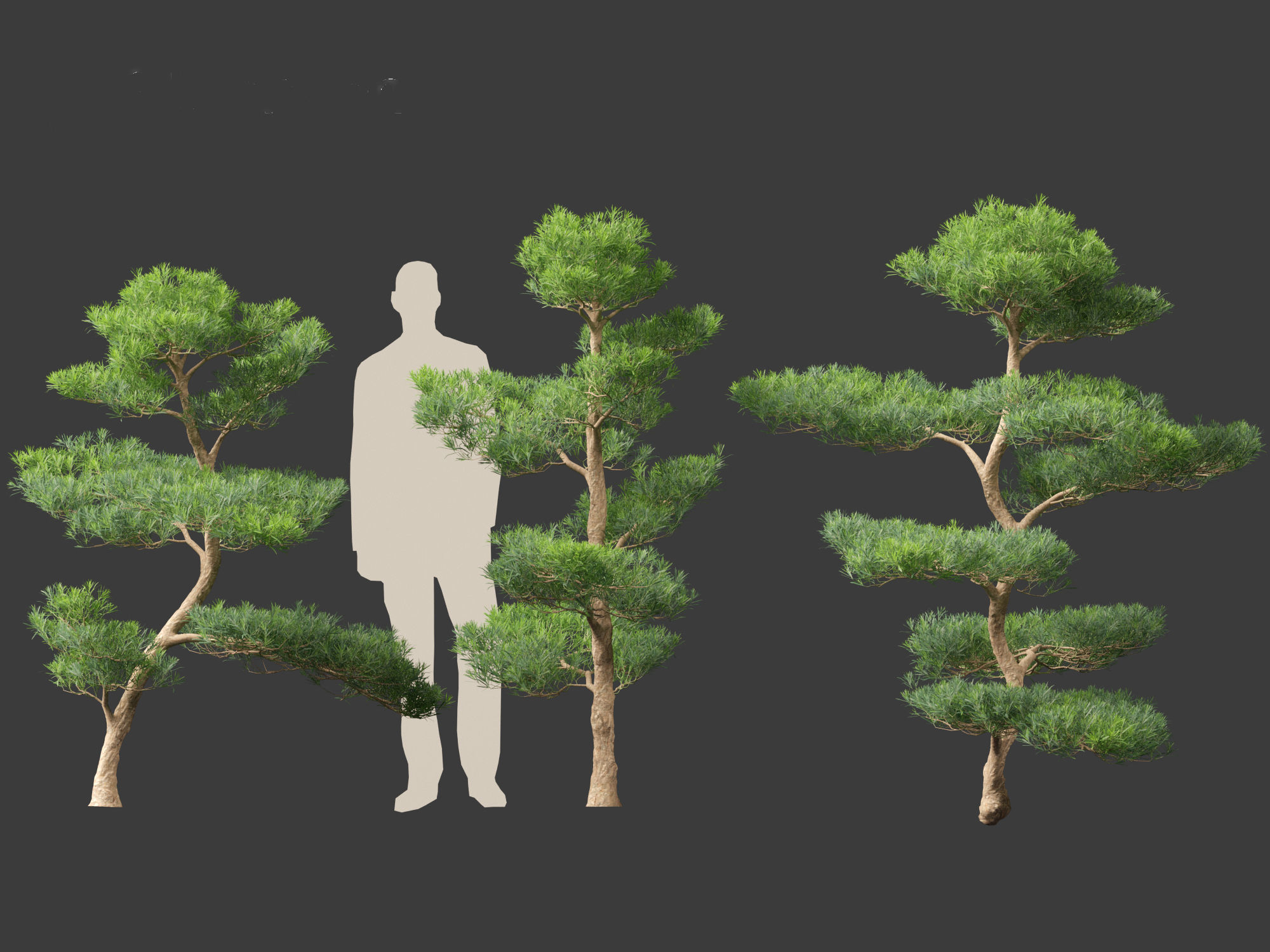 Podocarpus macrophyllus - Buddhist Pine 02 3D model_4