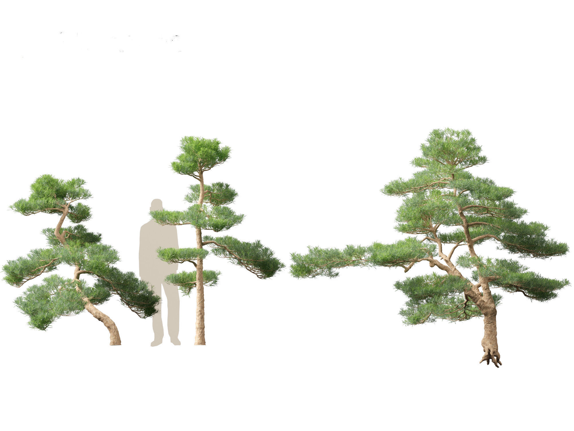 Podocarpus macrophyllus - Buddhist Pine 02 3D model_5